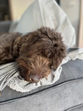 Dog sleeping on sofa bed Foto stock
