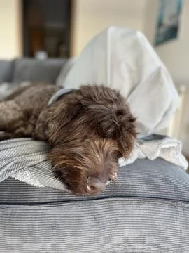 Dog sleeping on sofa bed Stock-Fotos