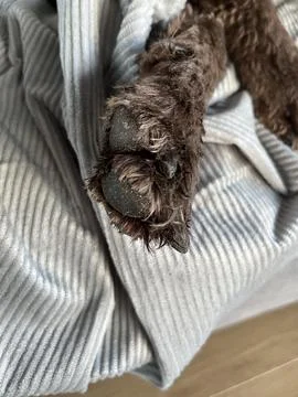 Dog sleeping on sofa bed Stock-Fotos