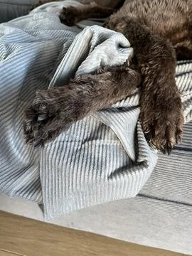 Dog sleeping on sofa bed Stock Photos