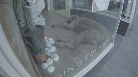Dog Sleeping in Store Window Stock Footage 101428377