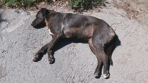 Dog Sleeping on the Street Stock Footage 83333695