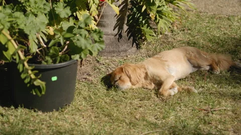 DOG SLEEPING IN SUNSHINE 스톡 동영상 249241053