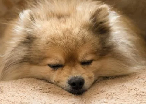 The dog is sleeping sweetly on a soft pillow Stock Photos