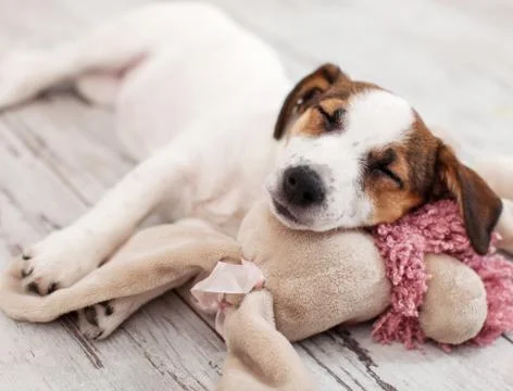 Dog sleeping with toy Stock Photos