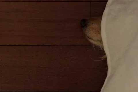 Dog sleeping under the bed only with the snout out. Top view Stock Photos