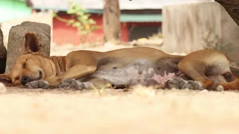 Dog Sleeping under shade Stock Footage 167710132