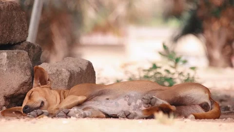 Dog sleeping under a tree and hen passes by Stock Footage 172084264