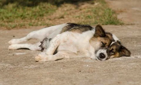 Dog sleeping upside down Stock Photos
