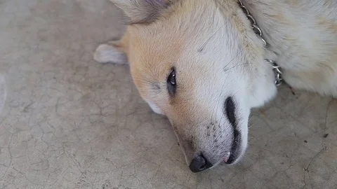 Dog sleeping., video HD Stock Footage 78405758