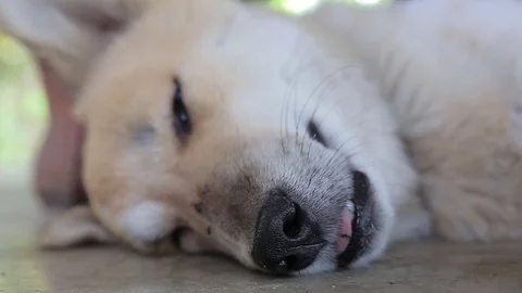 Dog sleeping., video HD Stock Footage 78413072