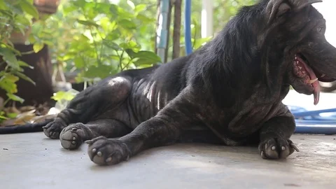 Dog sleeping., video HD Stock Footage 80018963