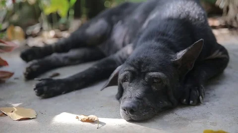 Dog sleeping., video HD Stock Footage 80019010