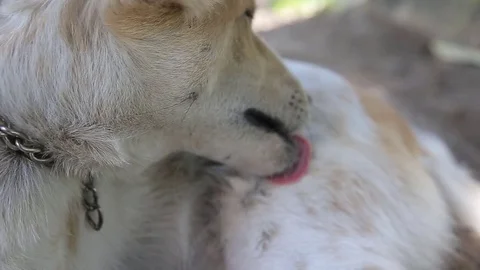 Dog sleeping., video HD Stock Footage 80019880