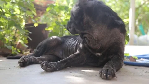 Dog sleeping., video HD Stock Footage 80019929