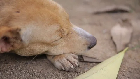 Dog sleeping., video HD Stock Footage