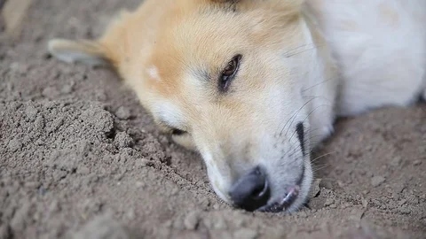 Dog sleeping., video HD Stock Footage