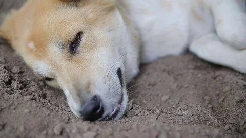 Dog sleeping., video HD Stock Footage 80647908