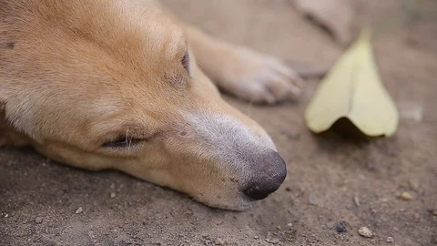 Dog sleeping., video HD Stock Footage 80648477