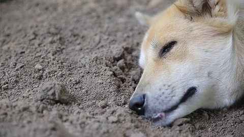 Dog sleeping., video HD Stock Footage 80649098