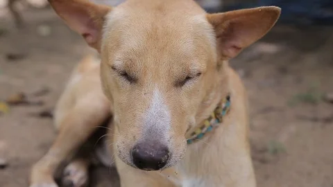 Dog sleeping., video HD Stock Footage 80675196