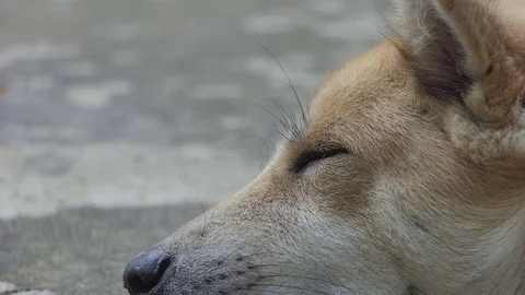 Dog sleeping., video HD Stock Footage 80676459
