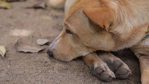 Dog sleeping., video HD Stock Footage 80676706