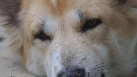 Dog sleeping., video HD Stock Footage 80709180