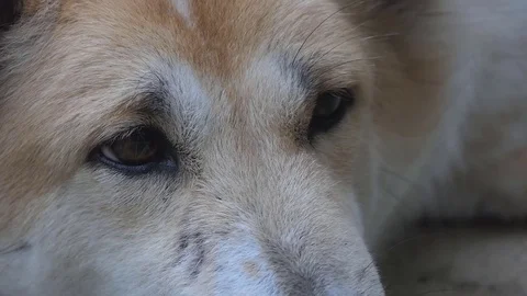 Dog sleeping., video HD Stock Footage 80749843