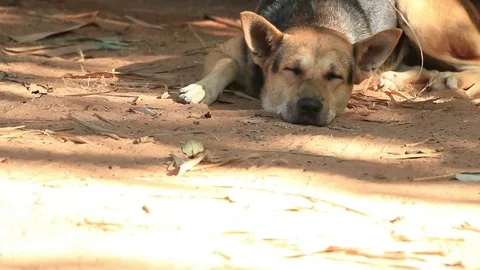Dog sleeping, wake up when someone throws a rock. Stock Footage 83237533