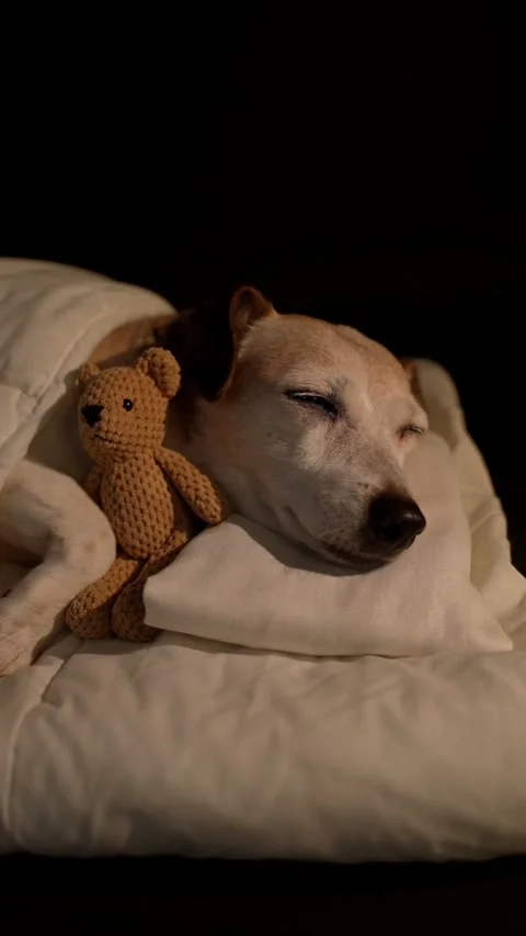 Dog sleeping in white bed with blanket hugging small toy Vídeo Stock 317178402