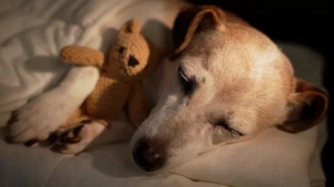 Dog sleeping in white bed under blanket hugging cuddling toy Vídeo Stock 317178424
