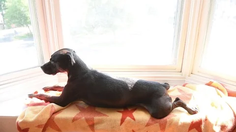Dog sleeping in window then wakes up Stock Footage 75770205