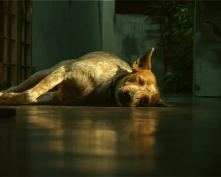 Dog Sleeping (zoom in) Stock Footage 135738