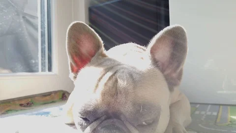 Dog sleeping1 Stock Footage 116266215