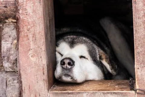 The dog sleeps in the booth Foto stock