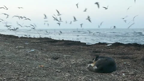 A dog sleeps curled on a beach while seagulls fly above the shoreline Video stock 318686687