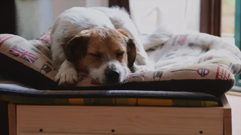 Dog sleeps on the pillow Stock Footage 129316705
