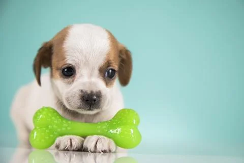 Dog sleeps with a rubber bone Stock Photos
