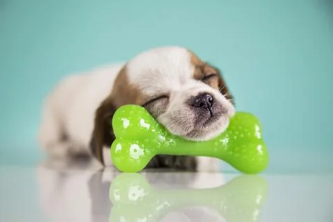 Dog sleeps with a rubber bone Stock Photos