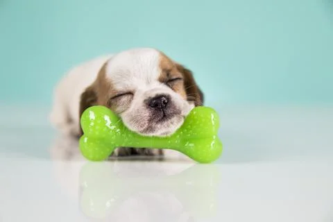 Dog sleeps with a rubber bone Stock Photos
