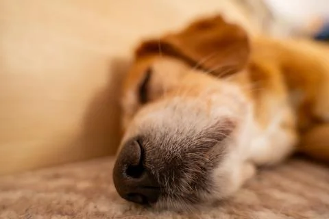 A dog sleeps on a soft surface with its head resting comfortably. Light ent.. Stock Photos