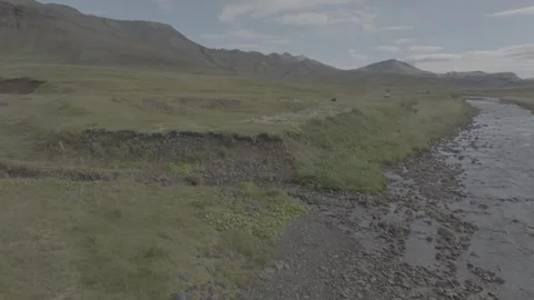 DOG SLEIGH Video stock 328151333