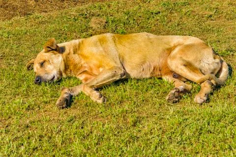 Dog Slepping at Grass Fotos de archivo