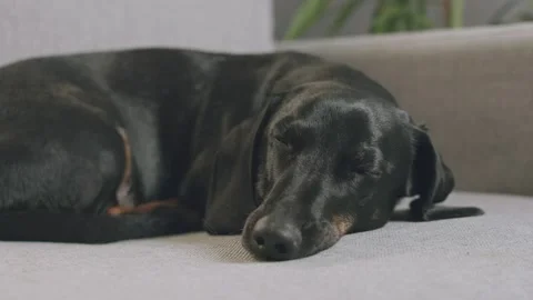 The dog is slept on the couch Stock Footage 225081074