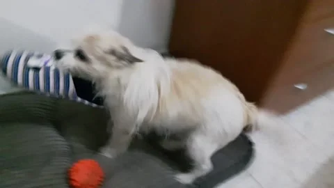 Dog with a slipper Stock Footage 167277354