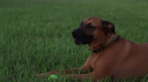 Dog slobber panting Video stock 41120987