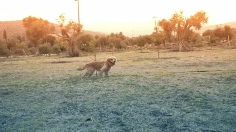 Dog in Slow Motion Stock Footage 28011941