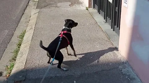 Dog in slow motion Stock Footage 139393973