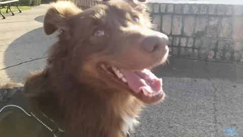 Dog slow motion looking right Video stock 168270381